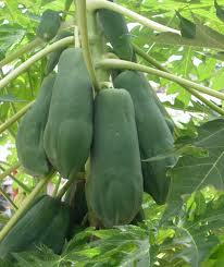 Những Món Ăn Lợi Sữa