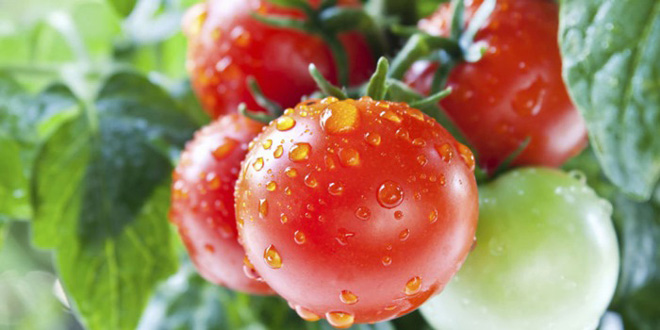 Cà chua giàu carotenoid