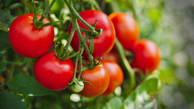 Cà chua giàu các vitamin