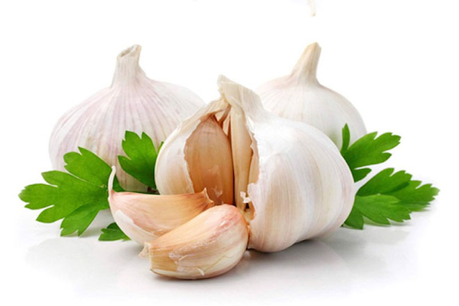 Tỏi kháng sinh, chống nhiễm khuẩn