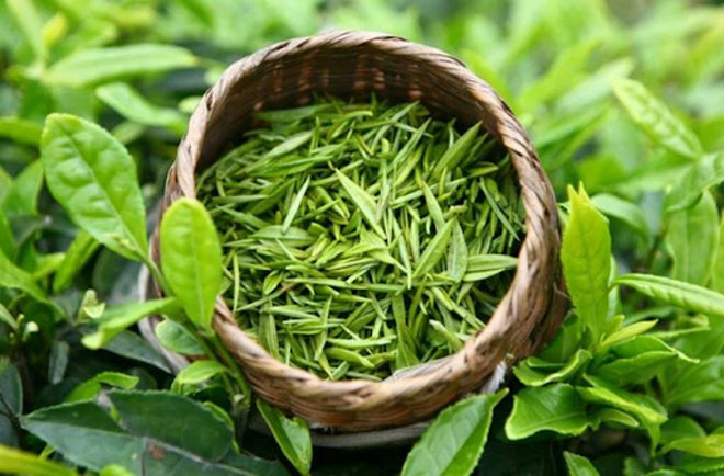 Trà xanh chứa EGCG giúp xương chắc khỏe.