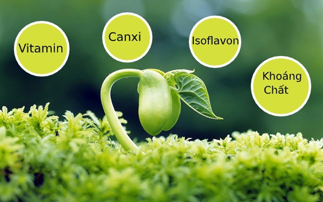 chất dinh dưỡng trong mầm đậu nành