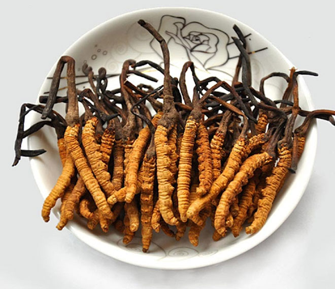 Đông trùng hạ thảo nguyên con
