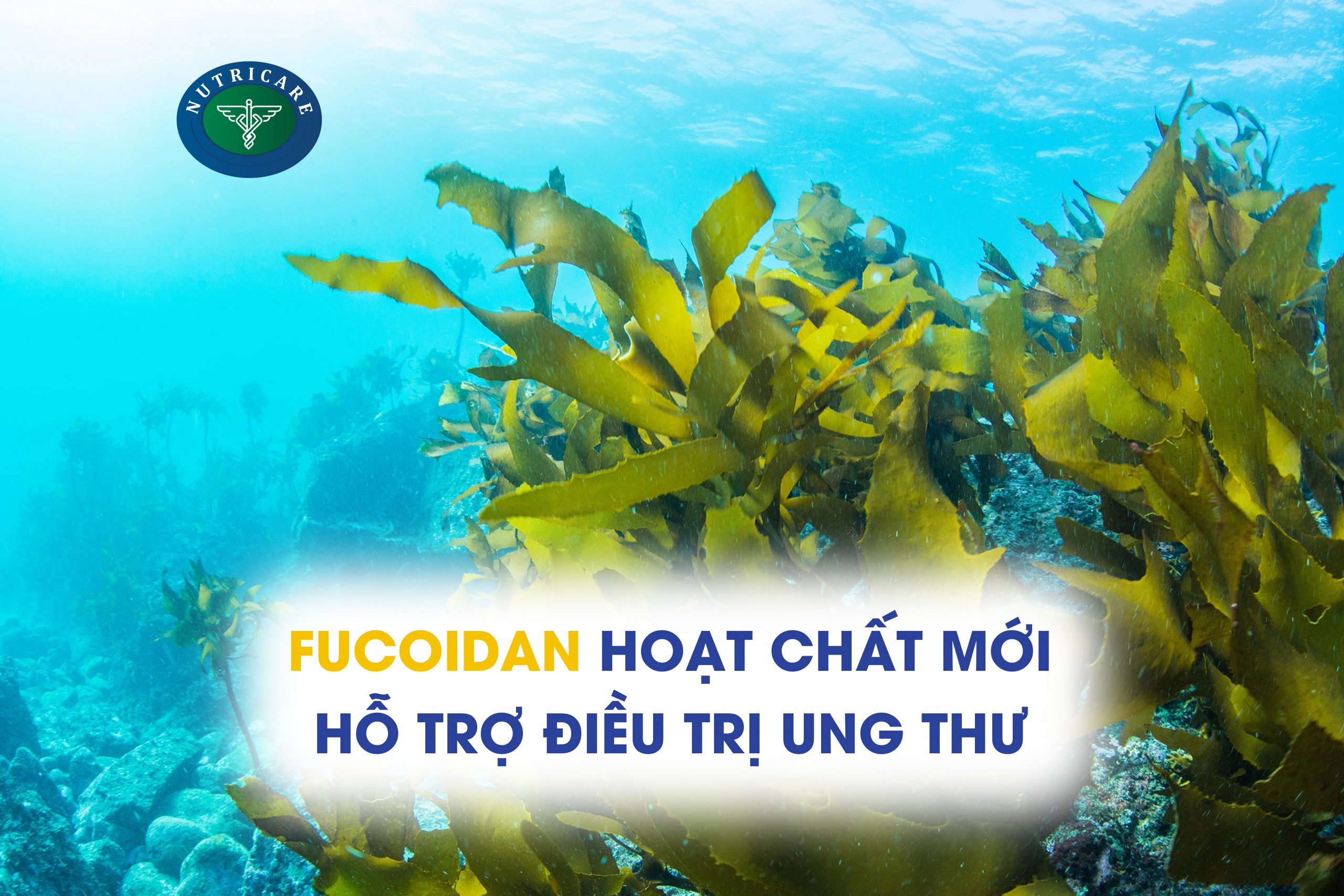 Fucoidan – Hoạt chất mới hỗ trợ điều trị ung thư