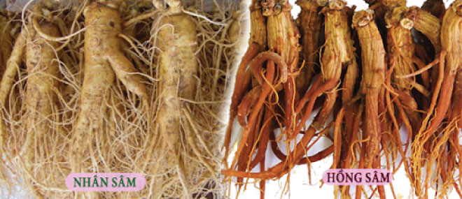Hồng sâm có hàm lượng ginsenoside cao gấp 3 lần nhân sâm