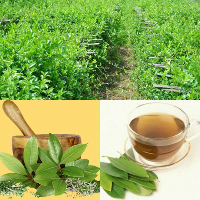 Trà dây thìa canh tốt cho người bệnh tiểu đường