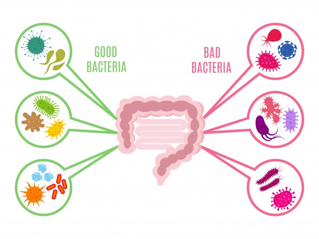 Understand the effects of beneficial bacteria  in boosting children’s digestive immunity