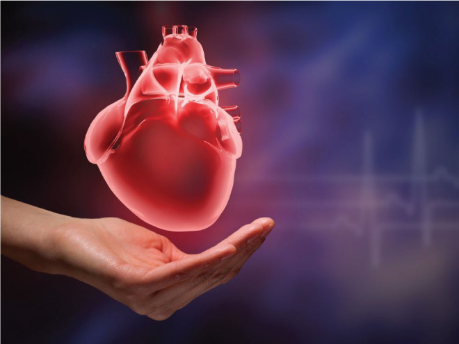 Nước dừa giúp giảm nguy cơ mắc các bệnh tim mạch