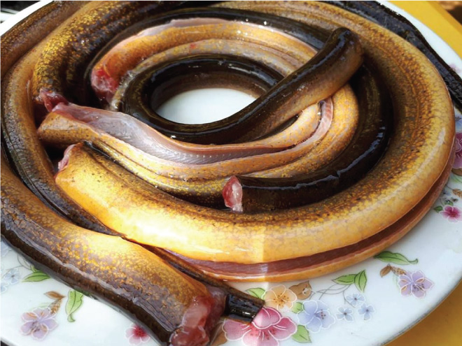 Lươn