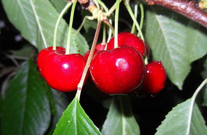 Quả anh đào, cherry