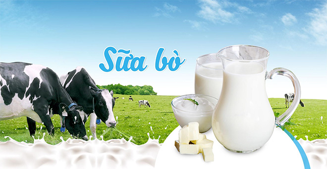 Sữa bò