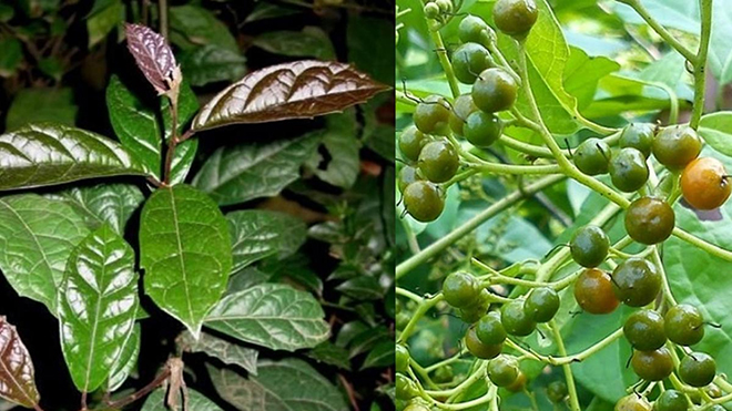 Cây xạ đen