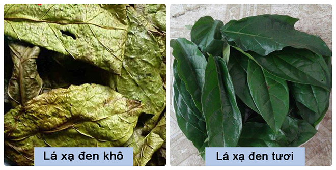 Xạ đen rất tốt cho sức khỏe