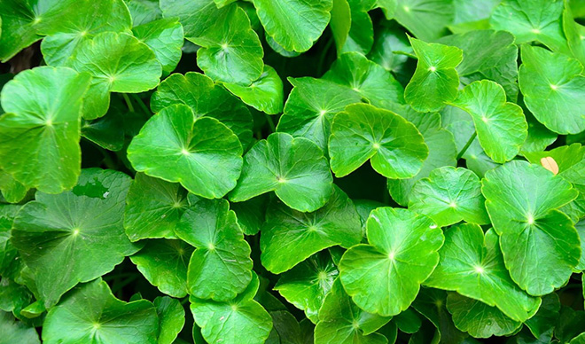 Tránh sử dụng rau má