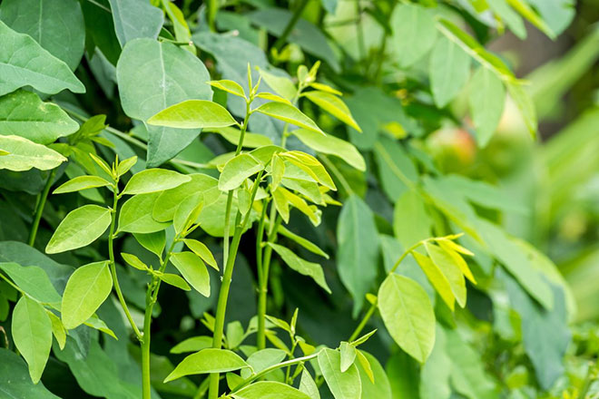 Các chất Flavonoid, Polyphenol