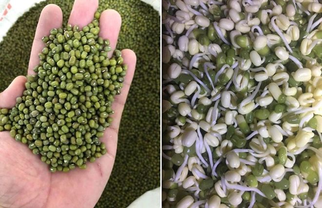 Tự trồng giá đỗ tại nhà