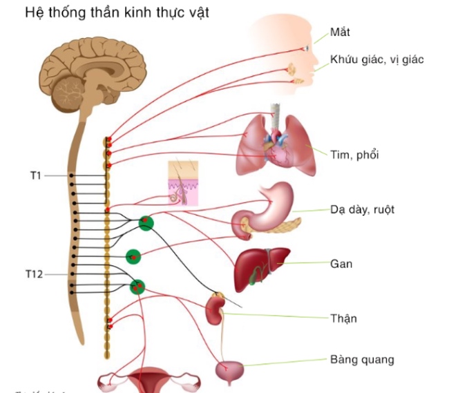 Biến chứng thần kinh tự chủ